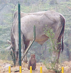 A monkey looks up with awe at the underbelly of a cow grazing on the verge of a road in the Capital