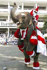 A six-year-old baby elephant, "Num Choke," wearing a Santa Claus costume, performs for schoolchildren