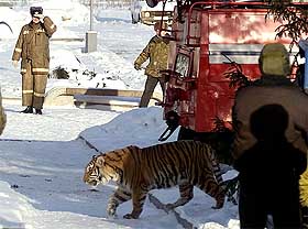 Armed Belarus policemen and rescuers carefully watch a tiger