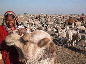 A tribal woman seen with her cattle herd at Khukaria village