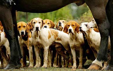 The hounds of the Houston and Renfrewshire Hunt make their way to Corsiehill House