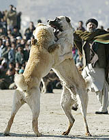 Afghans watch a dogfight in Kabul