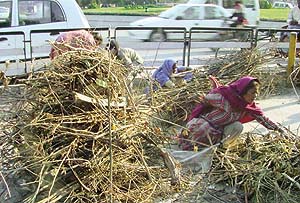 As mercury dips, poor women collect firewood to keep warm.