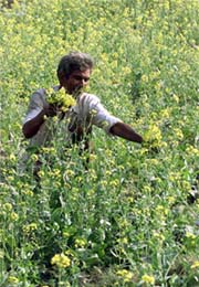 A farmer plucks mustard flowers at a farm