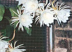 The "Star of Bethlehem" is among the plants associated with Christmas 