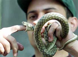 Mohammad Ali, 27, performs with a snake at Snake House in Rawalpindi