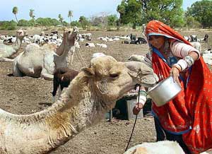 A tribal woman from Rajasthan feeds her camels