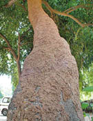 Heavily infected by termites