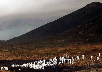 Spanish army soldiers clean fuel oil washed ashore on the coast near Carnota