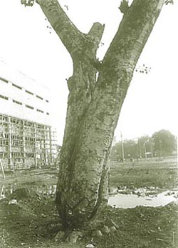 This mutilated tree, like many others in the Civil Lines area of Gurgaon, seems to have come in the way of the urban elite. Does Gurgaon have no place for God�s greenery in the midst of the concrete jungle 