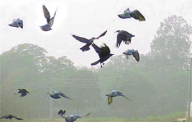 Birds of a weather flock together