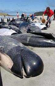 Volunteers race to save the remaining live pilot whales