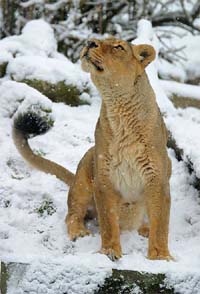 Ruchi the lion watches the snow fall at London Zoo