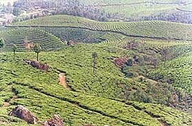 Tea gardens near Munnar look like designer carpets