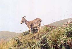 Nilgiri Tahr is an endangered species