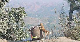 Having failed to get food from other sources, a dog searches a garbage bin