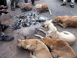 The continuous winter and foggy weather  have forced even street dogs to gather around fire