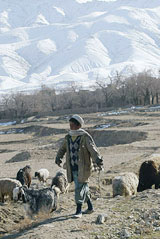 An Afghan boy leads his flock of sheep