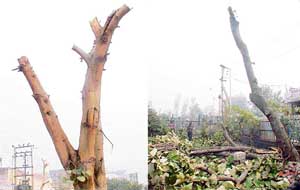 Peepal and other trees that were pruned in a park in Guru Nanakpura area, leaving residents fuming