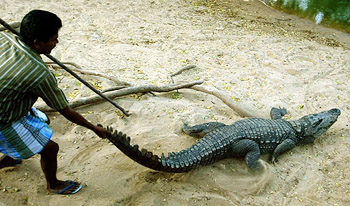 A keeper holds the tail of a crocodile