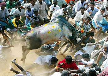A bull jumps over a group of people during the Pongal festival