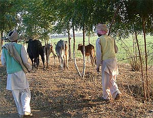 Farmers holding sharp-edged weapons chase away stray animals from their fields