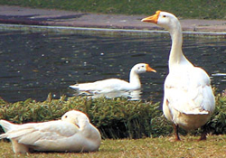 Feathered friends in fine fettle.