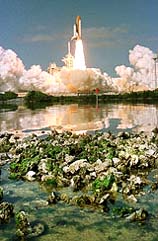 The space shuttle Columbia rises above nearby oyster beds