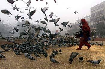 A woman feeds pigeons on a cold morning