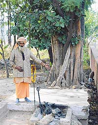 The three tree �triveni� at the site