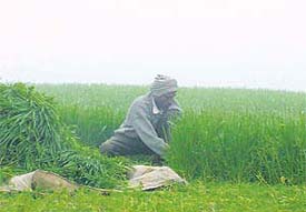 Rain or sunshine, cattle asks for fodder