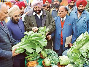 Punjab Chief Minister Capt Amarinder Singh has a look at vegetables before flaging off a consignment to Dubai at his residence in Chandigarh on Tuesday. 