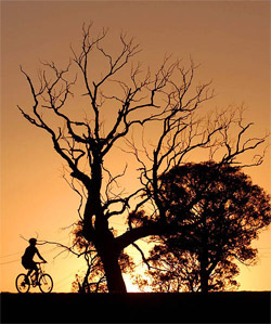 A cyclist rides past a dead tree at a suburb near Canberra as smoke from nearby fires colour the setting sun
