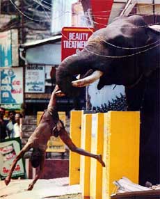A temple elephant, who ran amuck and gored its mahout