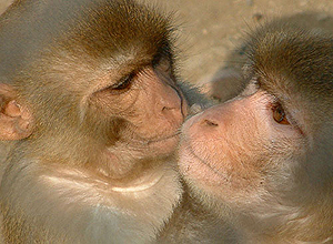 A monkey child kisses its mother at the Deer Park