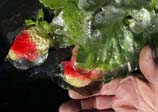 David Grooms of Fancy Farms Strawberries in Plant City, Florida holds a frozen strawberry, as freezing temperatures descended into central Florida on Friday