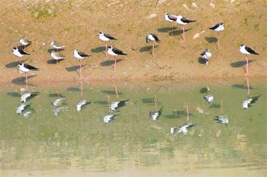 Flying yogis caught by Tribune lensman 