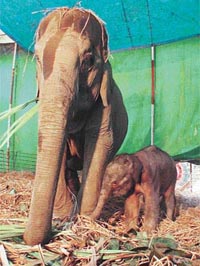 20-year-old Anarkali with her calf which was born in Ludhiana 