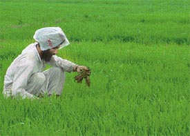 A farmer weeds out his fields in rain in Ludhiana