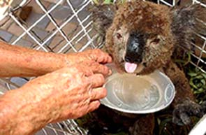 A dehydrated koala sips water at the Friends of Waterways Wildlife Park rehabilitation centre near Sydney