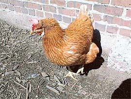 The pecking order defines the hierarchy among hens