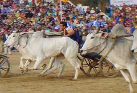 Bullock Cart Race in progress at Kila Raipur rural sports
