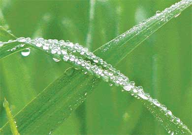 Dew drops or pearls