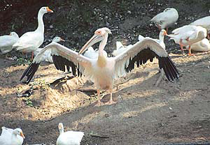 As the sun pushes aside a thick blanket of fog over the Chhat Bir zoo, a Rosy Pelican comes out in the open to enjoy the pleasant weather