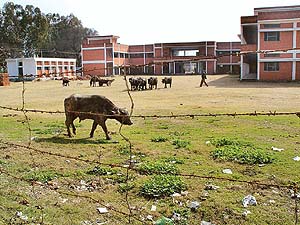 In the absence of a boundary wall, cattle often find their way into the compound of Government School, Mullanpur.