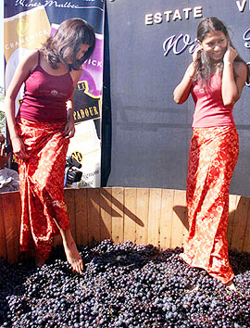 Girls crush grapes during the Chateau Indage Wine Festival