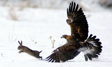 A tame golden eagle chases a hare