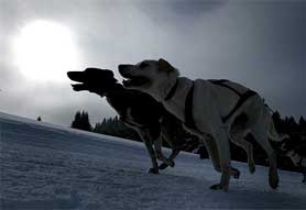 Two Alaskan huskies lead their team up a hill during the 45km race 