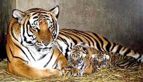 "Lele", an 8-year-old female south China tiger, sits with her cubs in Shanghai Zoo 