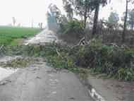 A fallen tree blocks a link road near Birmi village